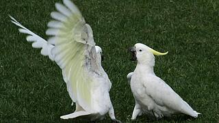streitende Vögel