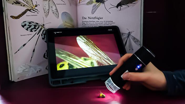 eine Hand, die mit einer Taschenlampe ein Insekt beleuchtet vor einem Tablet, worauf das Insekt vergrößert zu sehen ist