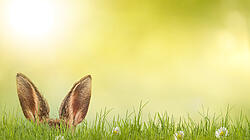 Foto von Hasenohren auf Wiese 