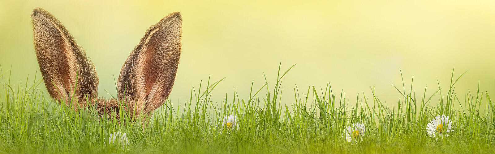 Foto von Hasenohren auf Wiese 