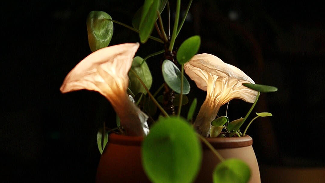 Topfpflanze mit leuchtenden Papierspulpturen, die wie Pilze aussehen, vor dunklem Hintergrund