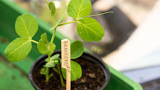 Schwarzer kleiner Blumentopf steht in einem leeren grünen Blumenkasten. Im Bmumentopf wächst eine junge, grüne Zuckererbse. Im Vordergrund ist ein Holzetikett zu erkennen. Auf diesem steht das Wort Zückerrübe.
