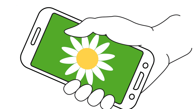 Eine Hand mit einem Handy in der Hand. Auf dem Bildschirm sieht man eine weiße Blume.