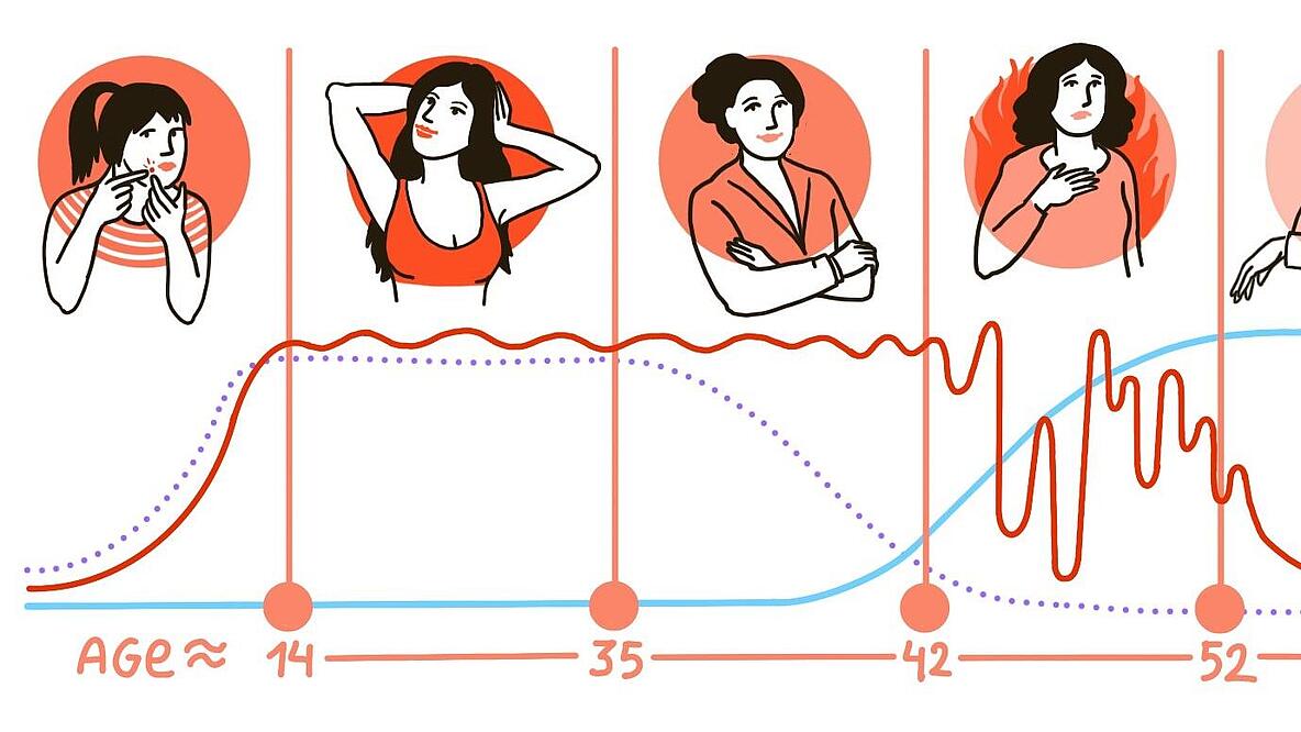 Zeitstrahl der die entwicklung einer weiblichen Person vom alter 14 bis 52+ reicht.